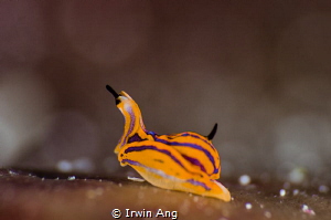 H E A D - U P
Sea slug (Sagaminopteron)
Anilao, Philipp... by Irwin Ang 